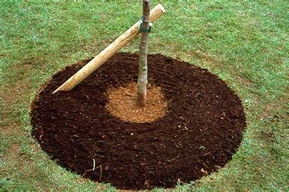 How to stake a tree / RHS .